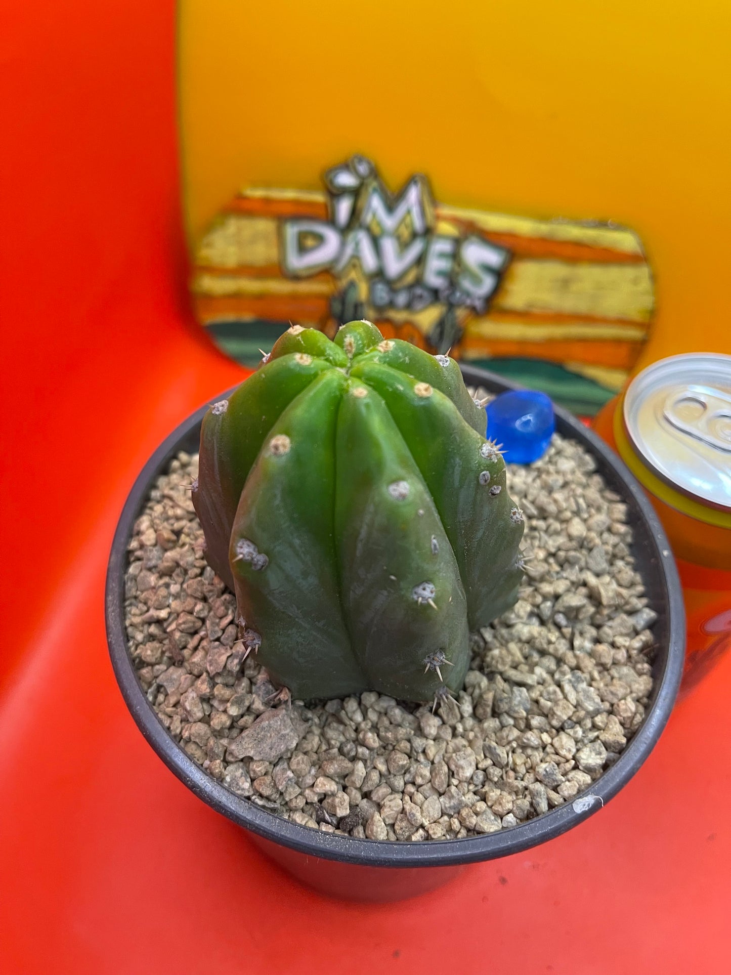 SAN PEDRO CACTUS