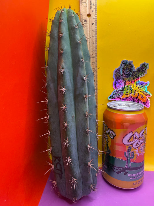 This exact San Pedro Cactus - SSO2 O.P.