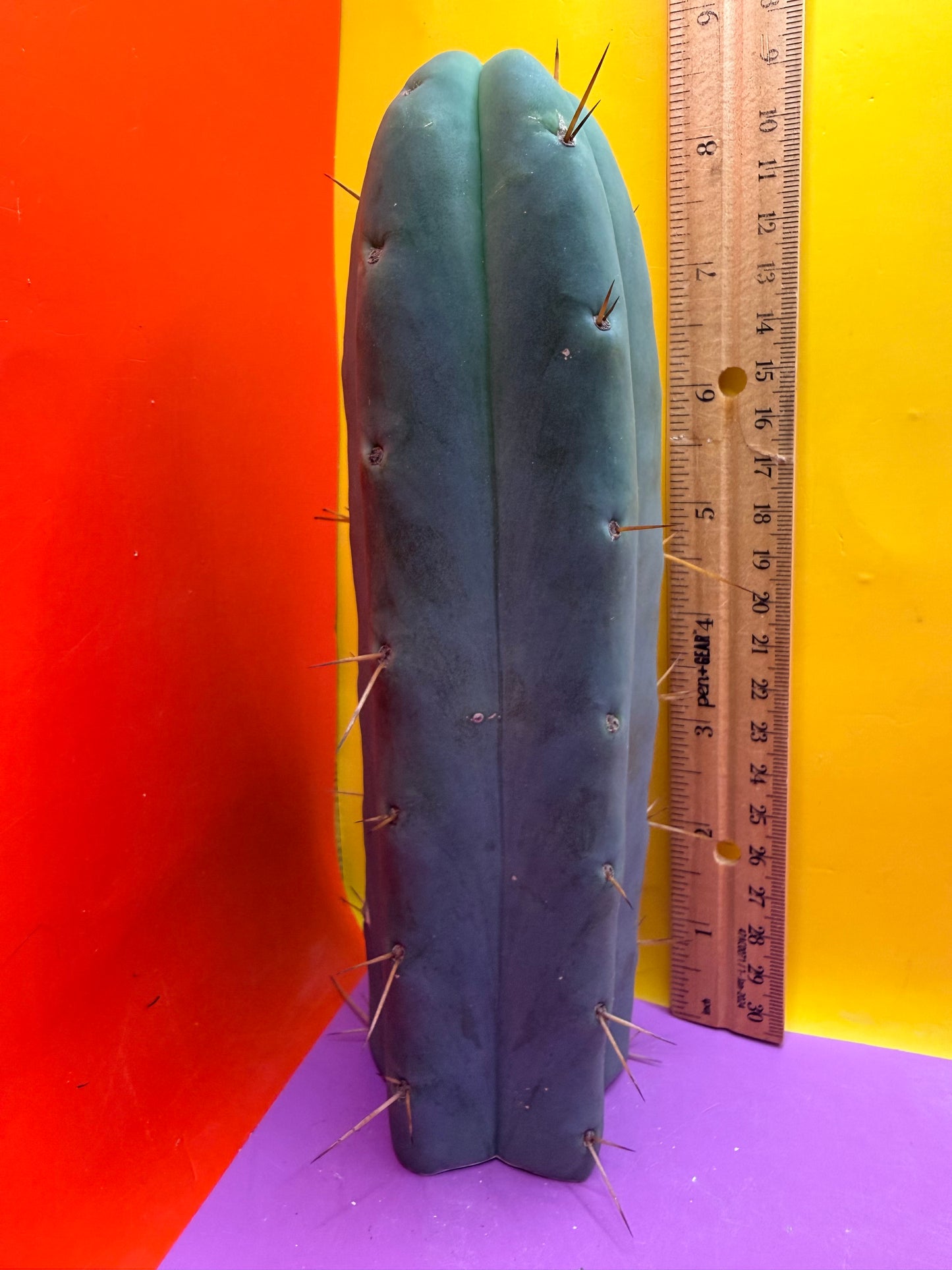 “TEX the ZONI” - “Texas”