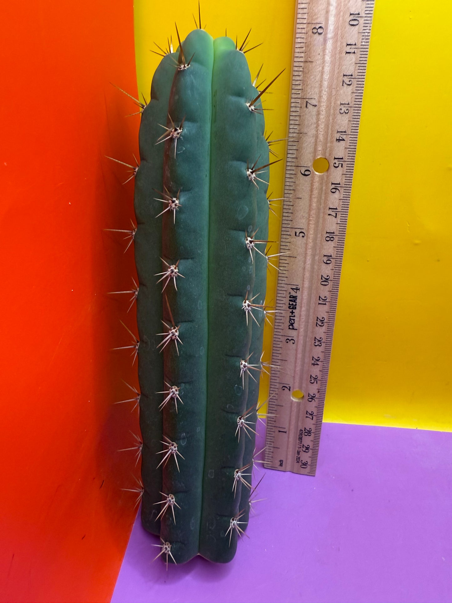 Friday deal !!! Misplants Mystery