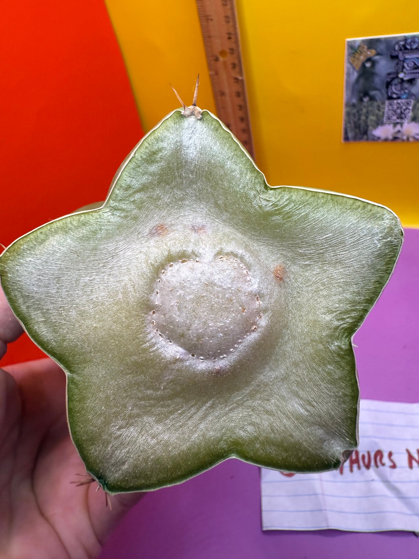 TPM ! Trichocereus Pachanoi Monstrose