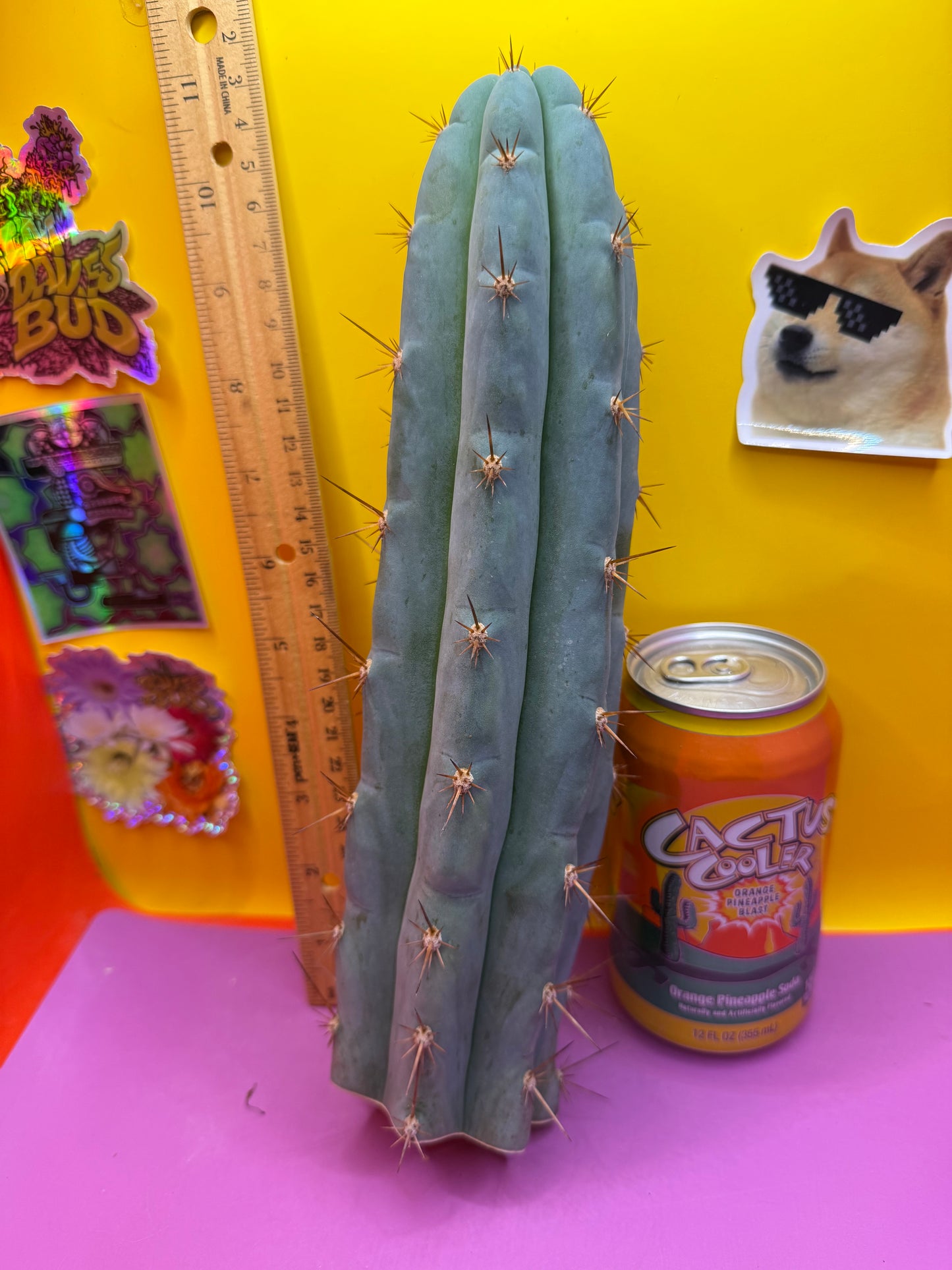 Sharxx Blue O.P. This exact cactus