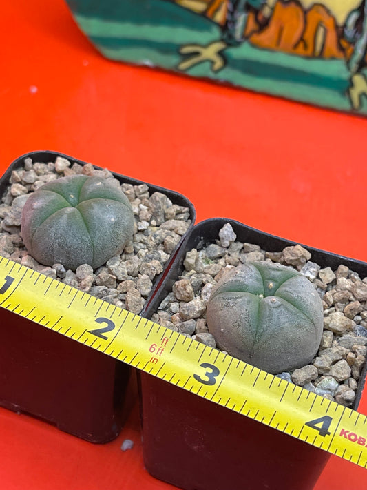 Cactus in 2 inch pot