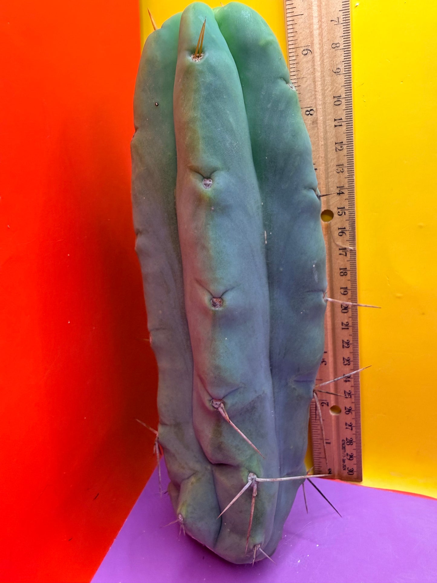 Bald BRIDGESII “LMA” La Mirada Angelo