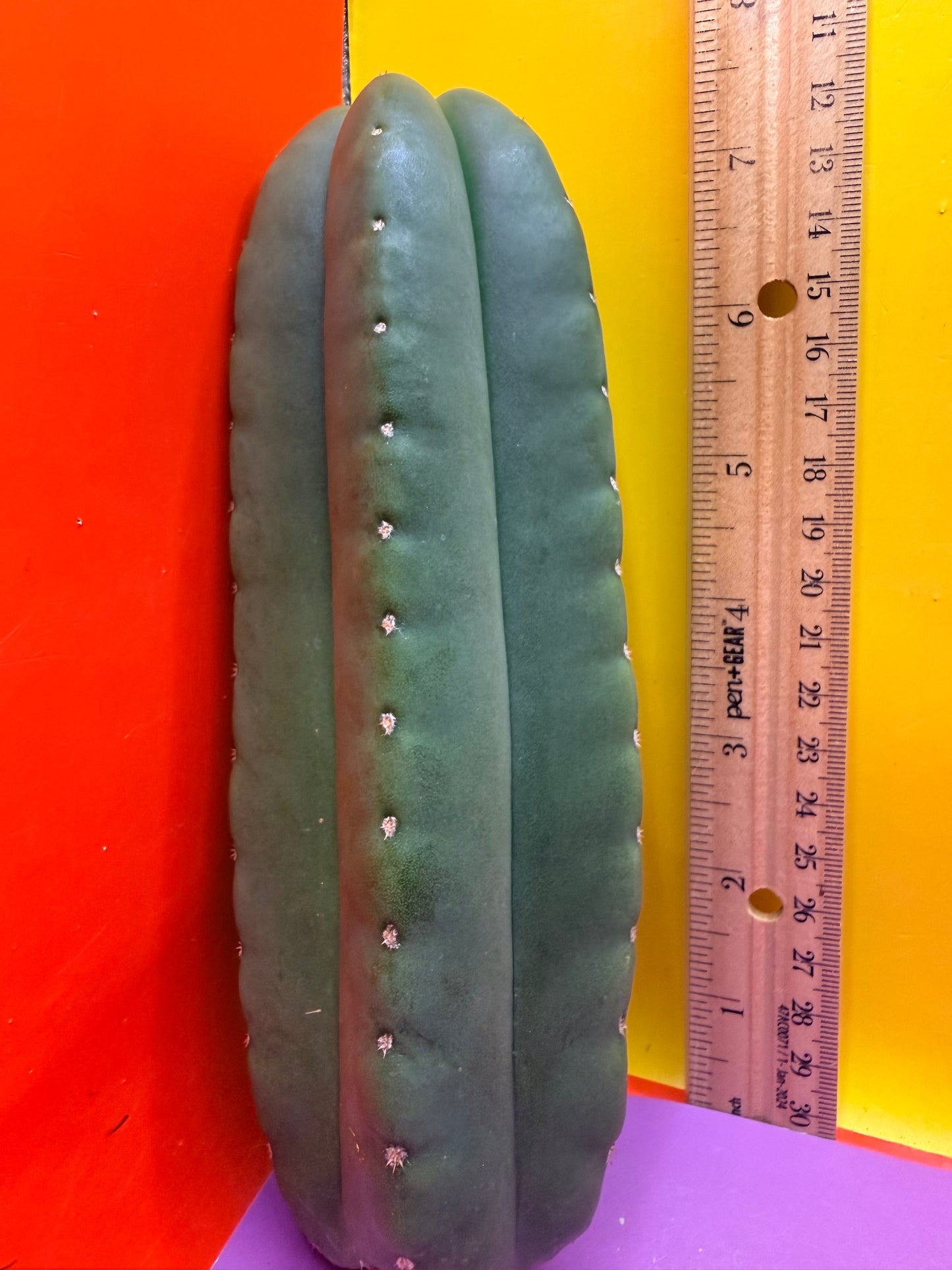 JUICE BOX 🧃! Trichocereus  Scopulicola