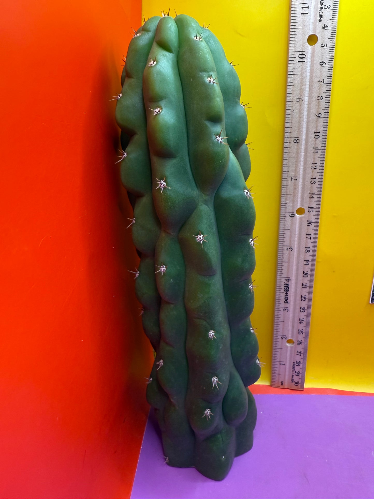 Monstrose San Pedro Cactus! This exact one