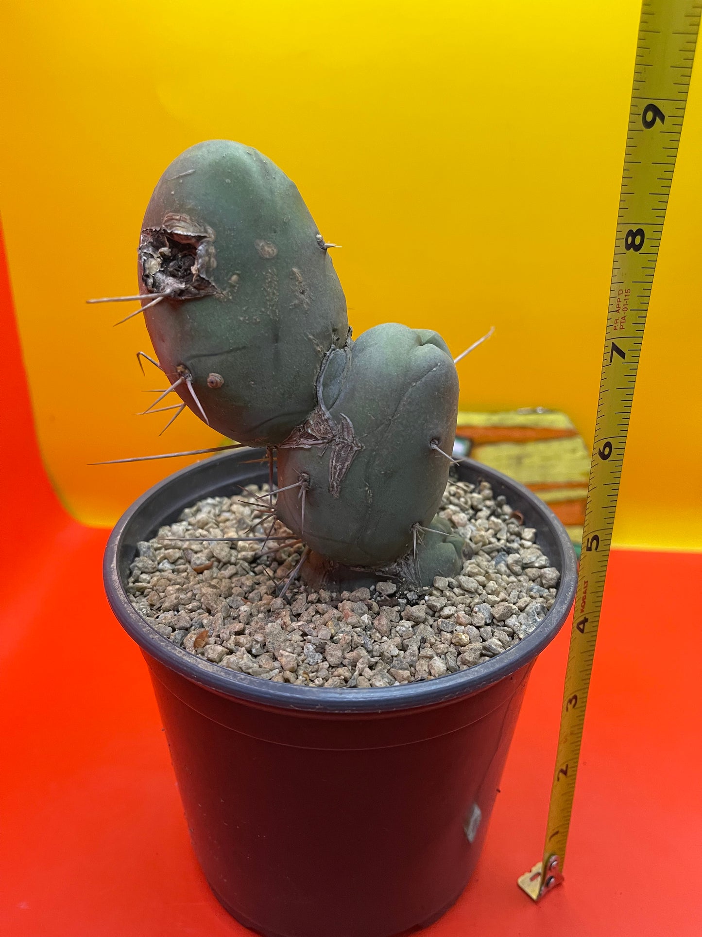 San Pedro PENISCACTUS-