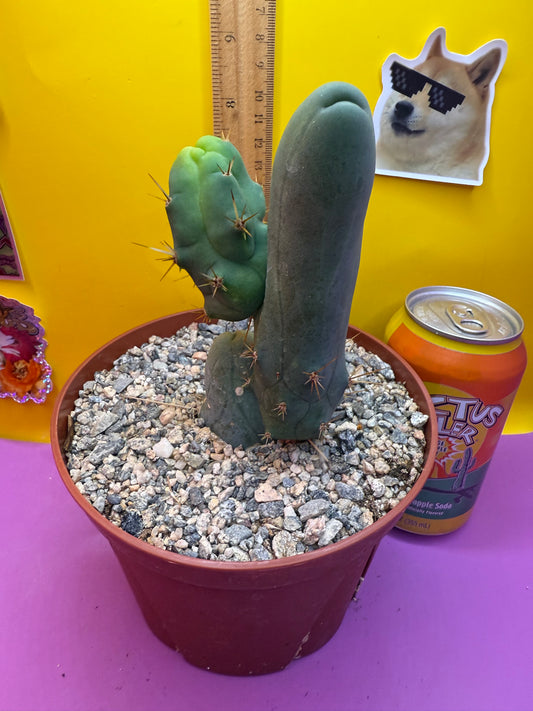 TBM CACTUS smooth and clean !  shipped in pot  - this exact one pictured