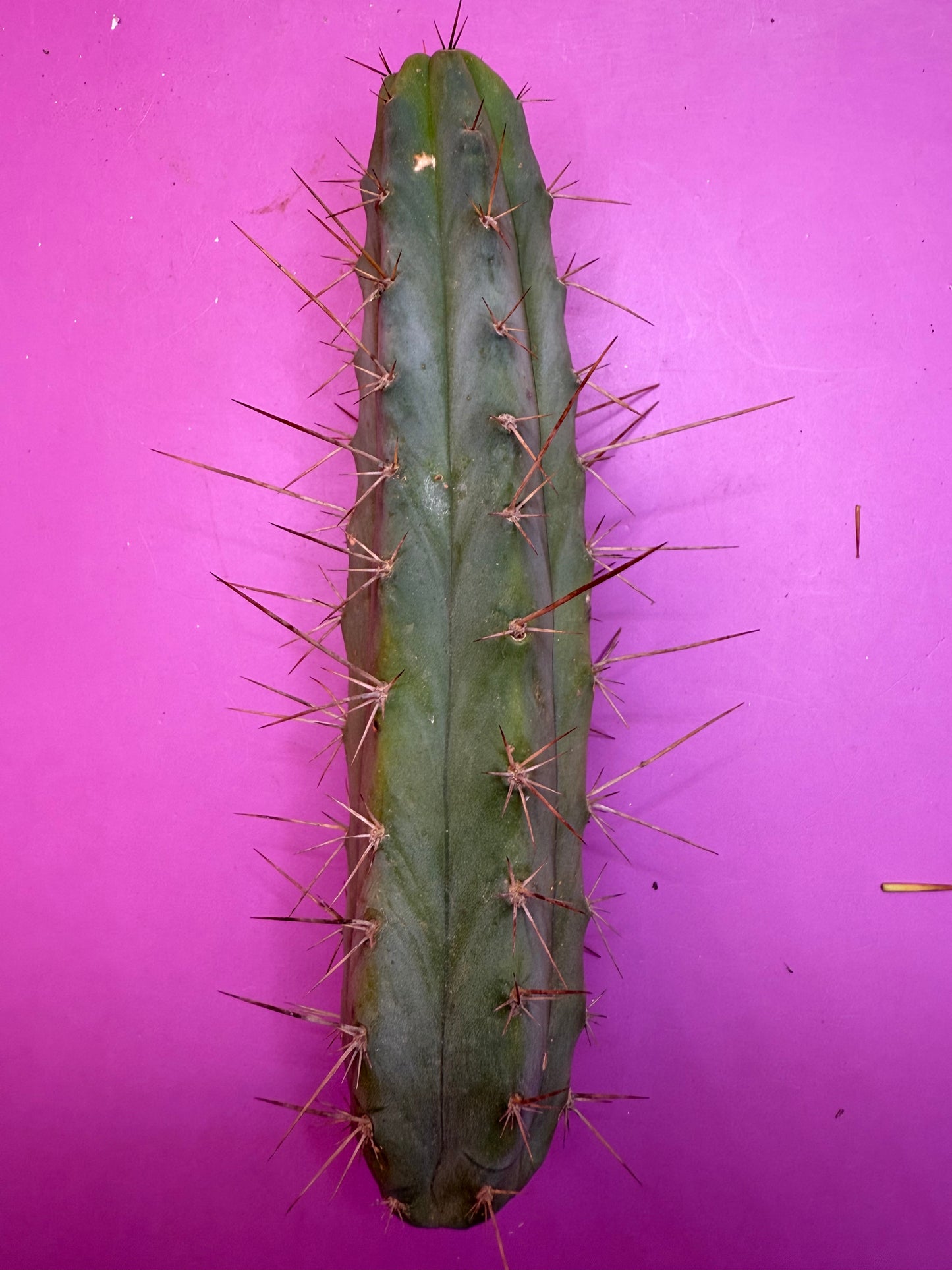 “MINI ME” trichocereus bridgesii
