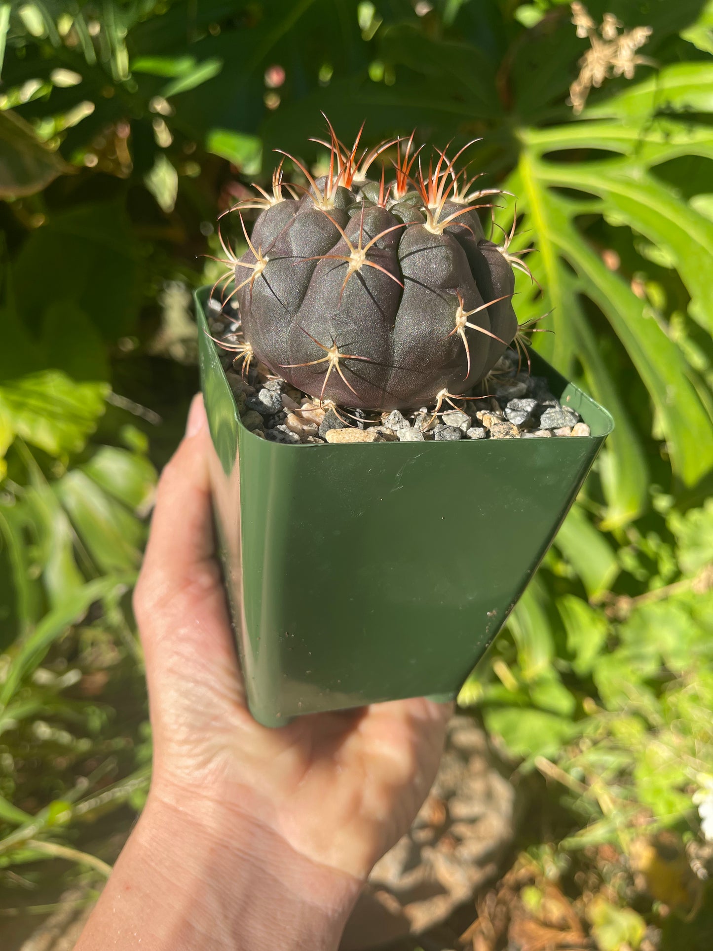 Gymnocalycium pflanzii albipulpa