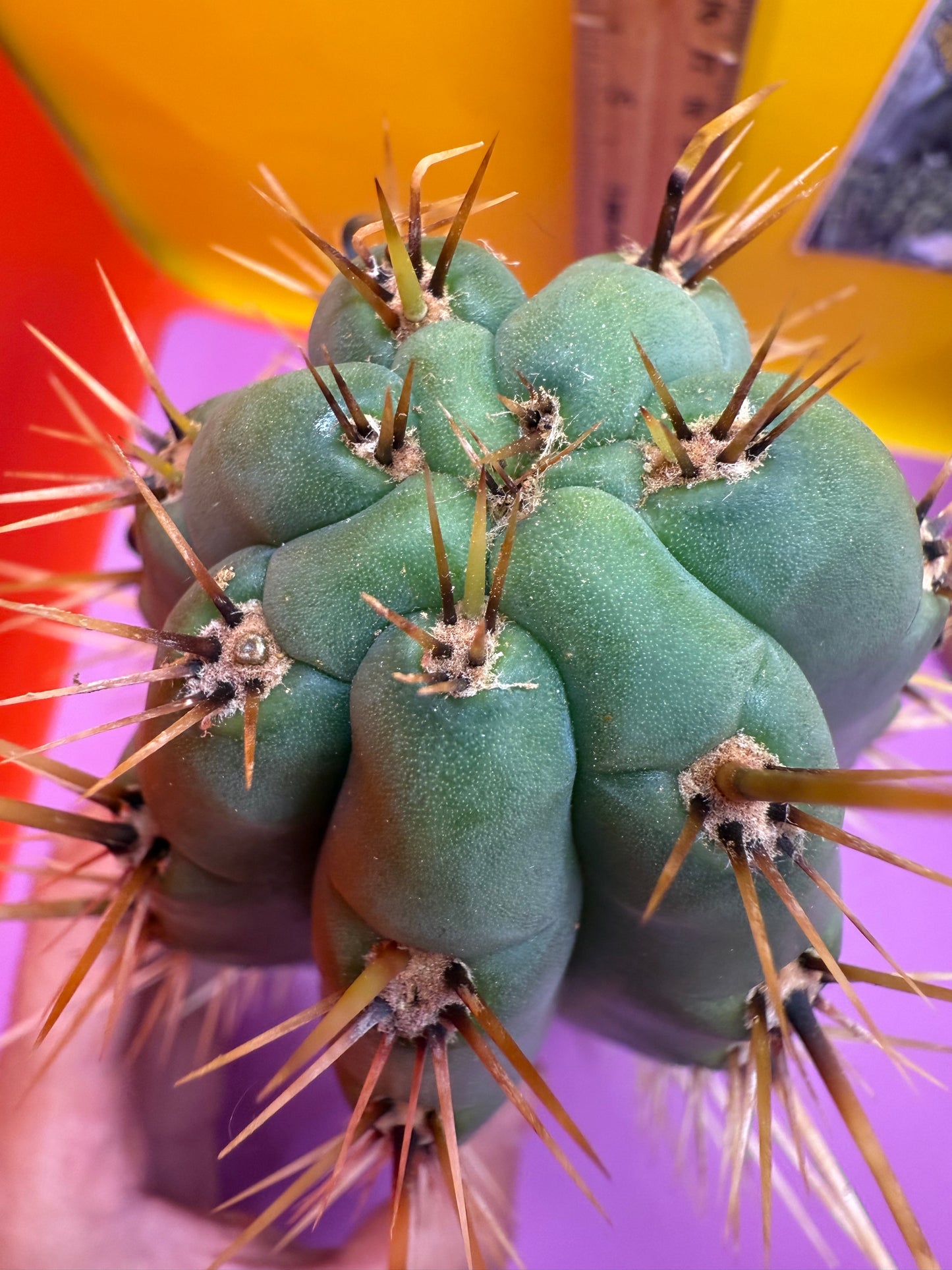 Trichocereus Puquiensis - cv “Linda”
