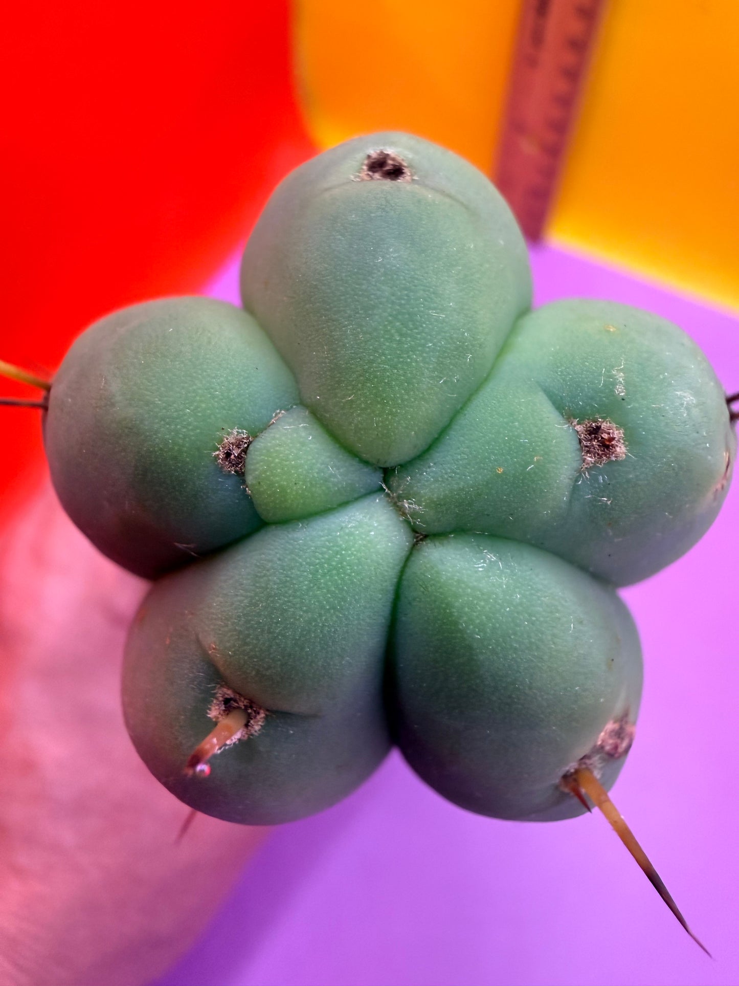 “TEX the ZONI” - “Texas”