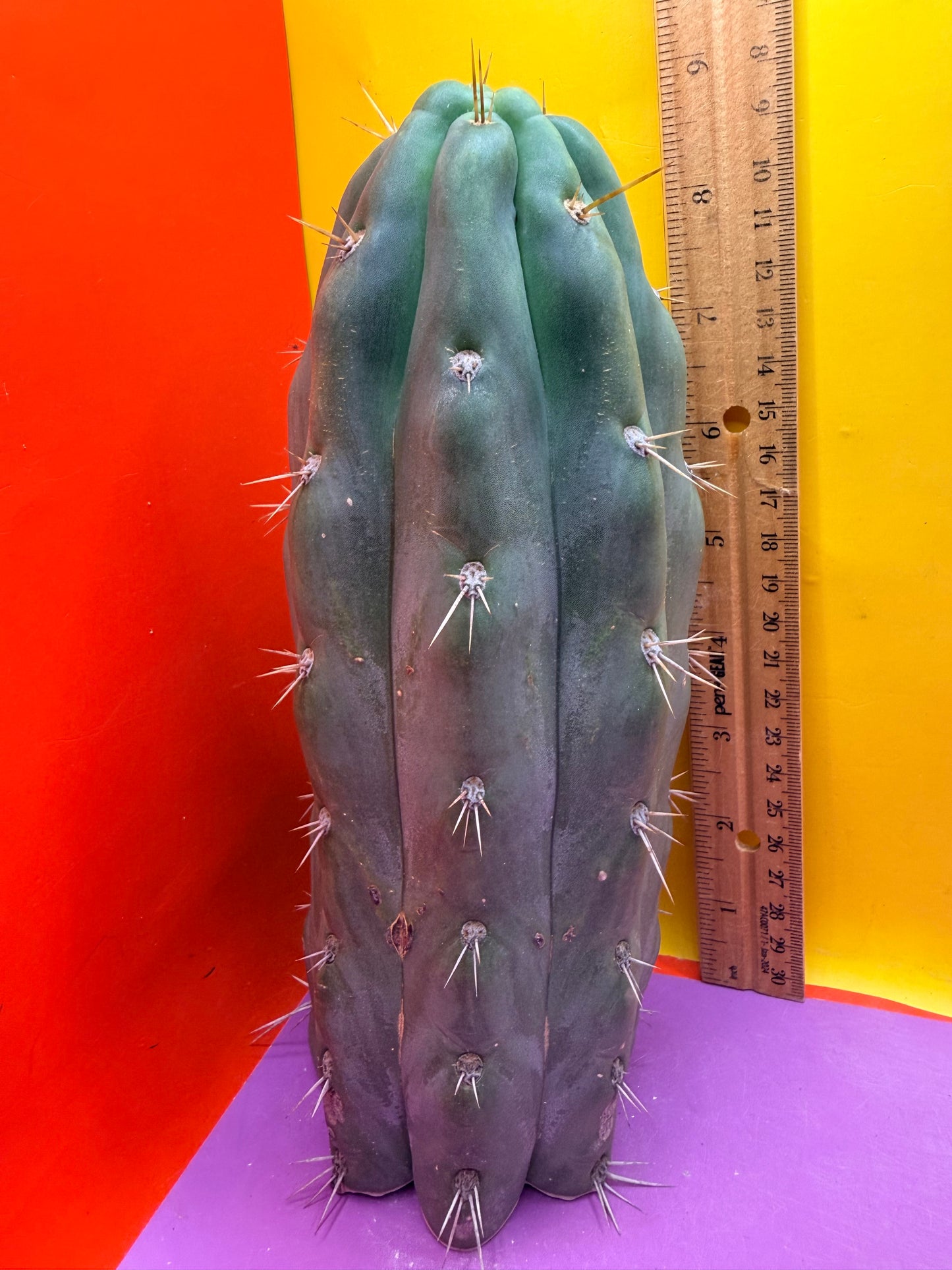 SS03 !!! TRICHOCEREUS
