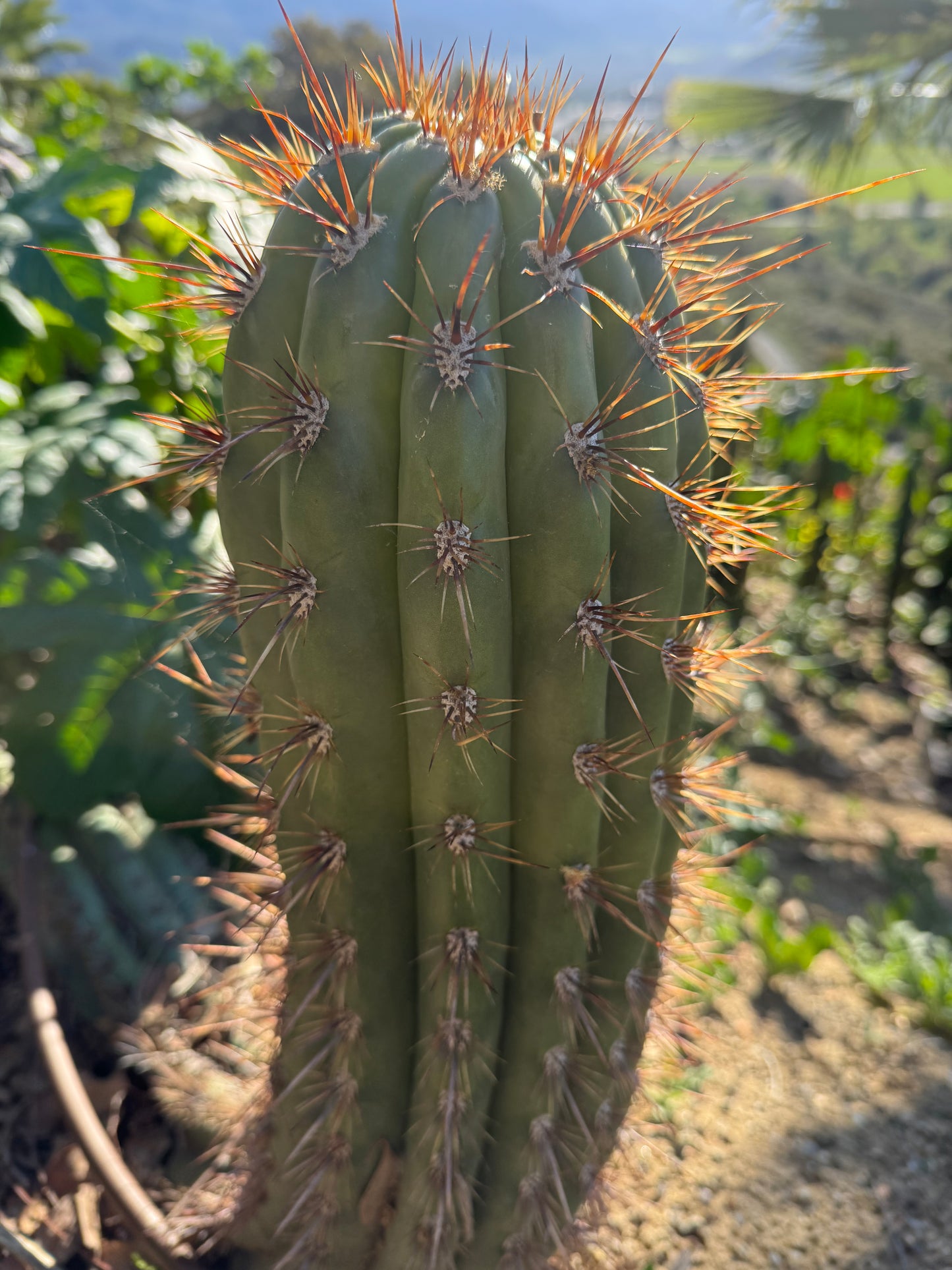 FREE TRICHOCEREUS TACAQUIRENSIS SEEDS !