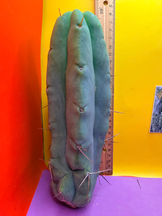 Bald BRIDGESII “LMA” La Mirada Angelo