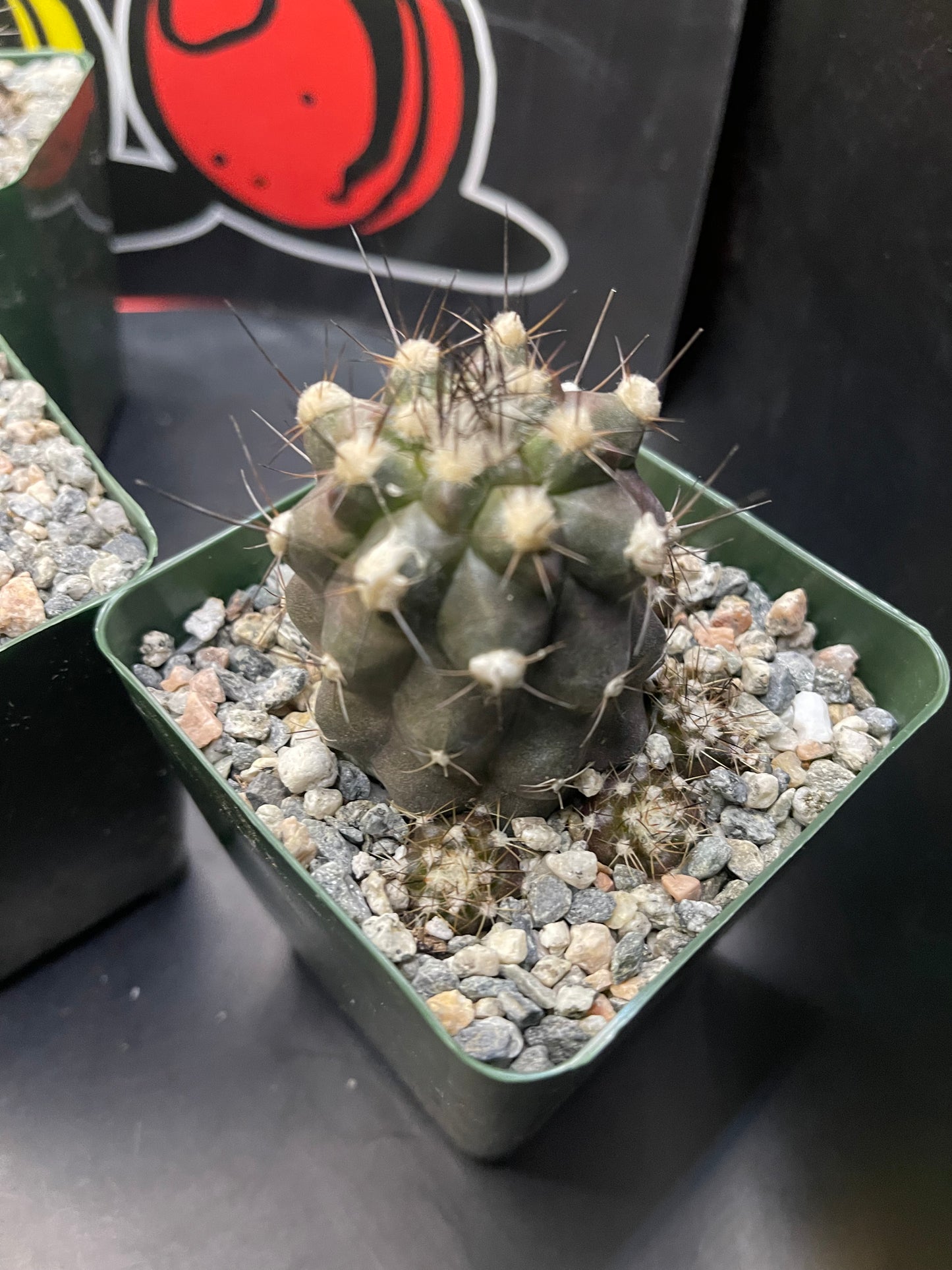 COPIAPOA HUMILIS