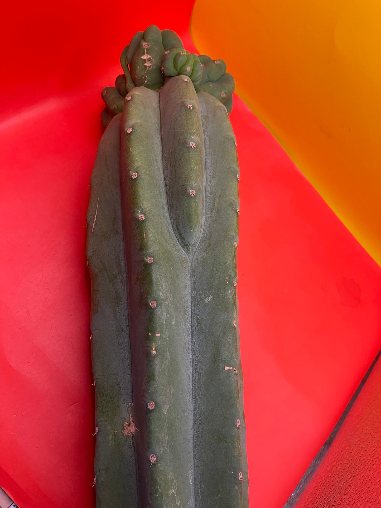 Freak Cahuilla !!! Trichocereus