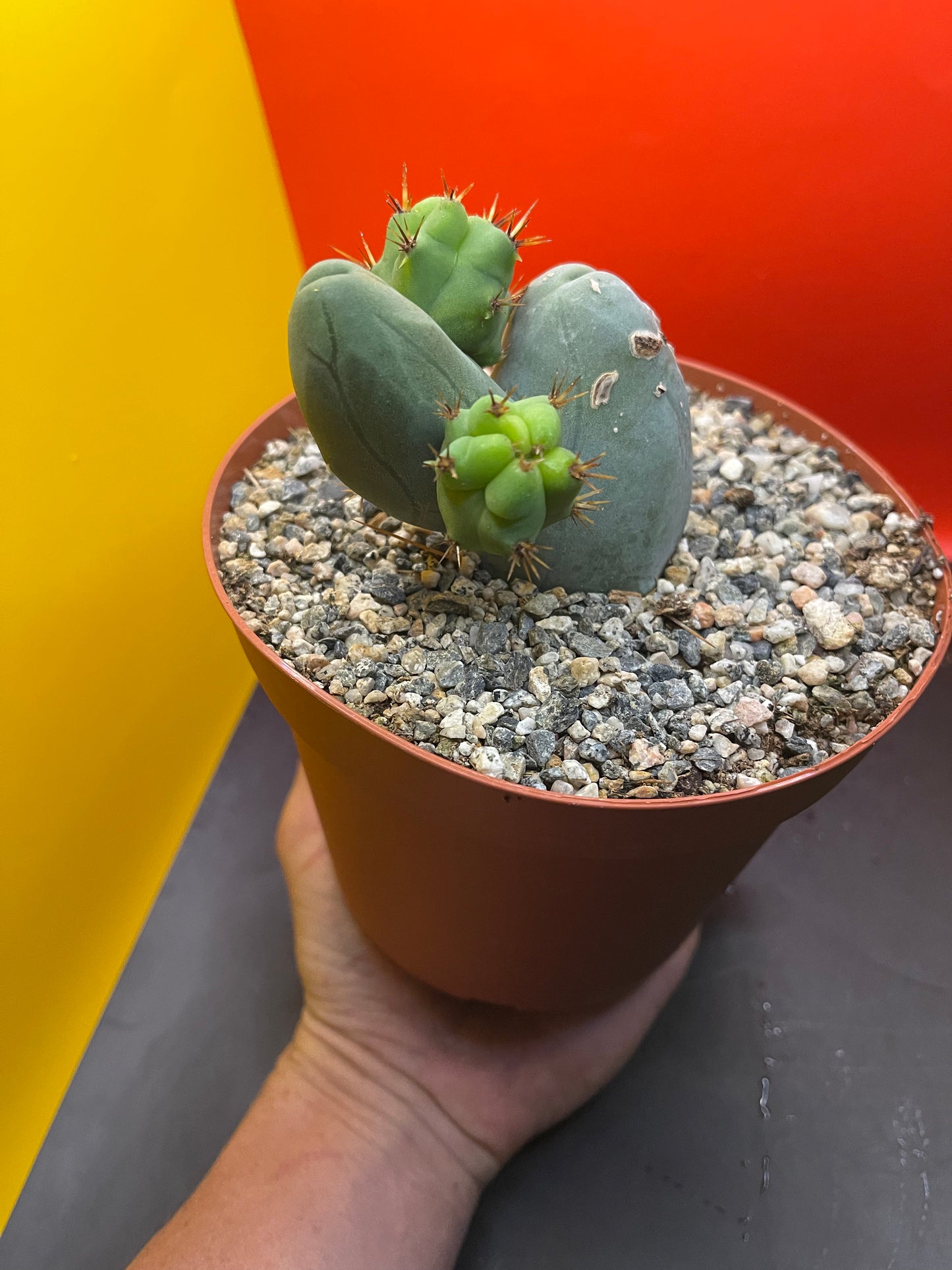 SHIPS IN POT - TBM CACTUS