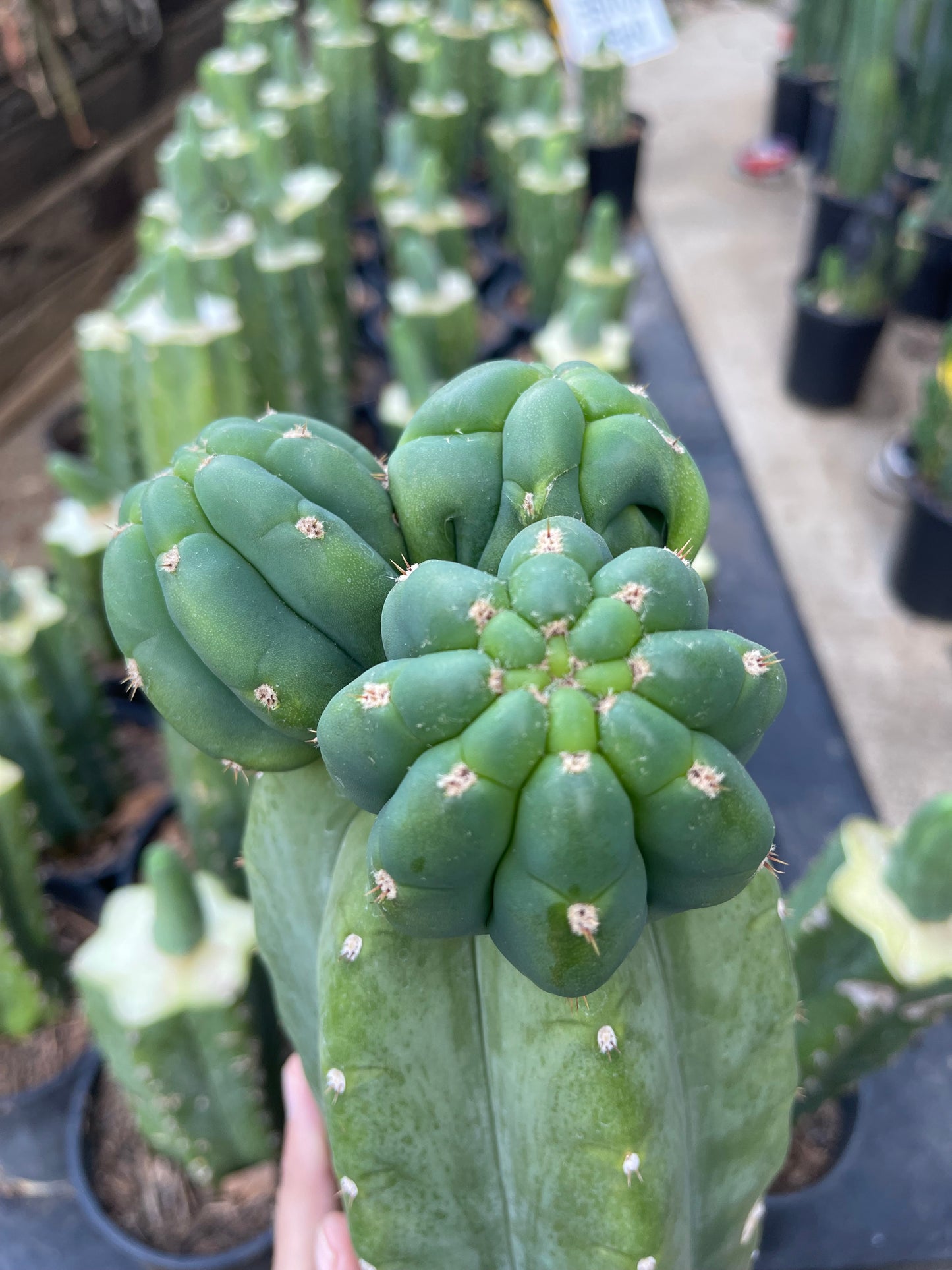 Freak Cahuilla !!! Trichocereus