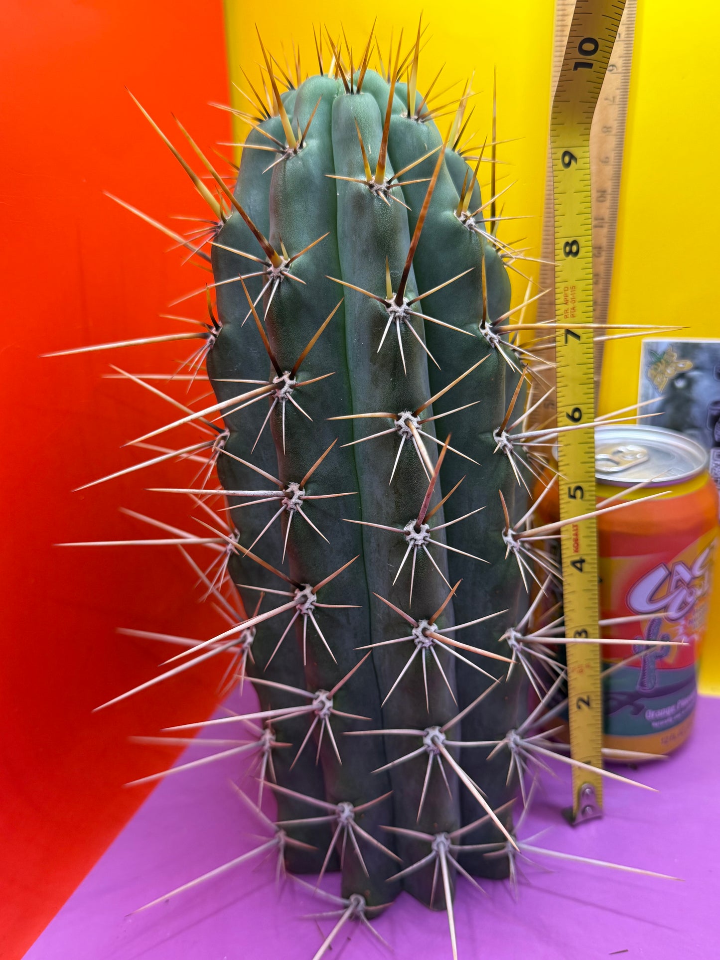 HUGE “SWAMP THING”trichocereus Cultivar !! Super thick