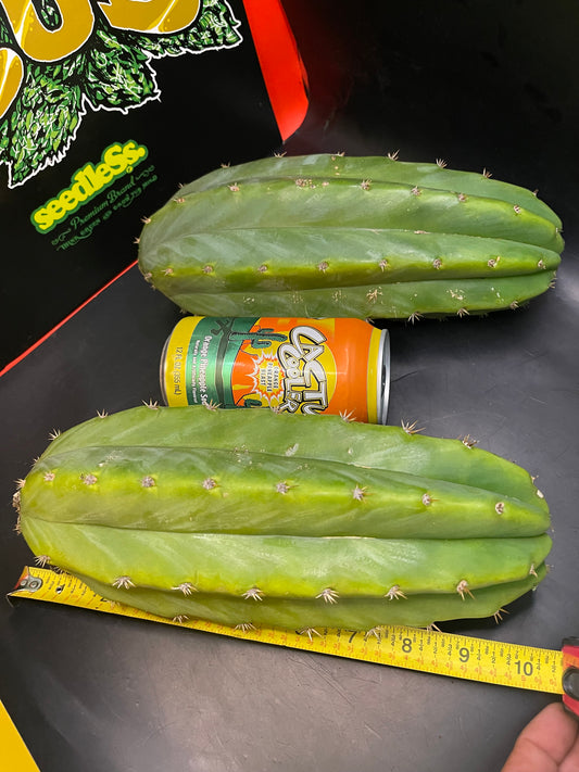 2 San Pedro cactus cuttings