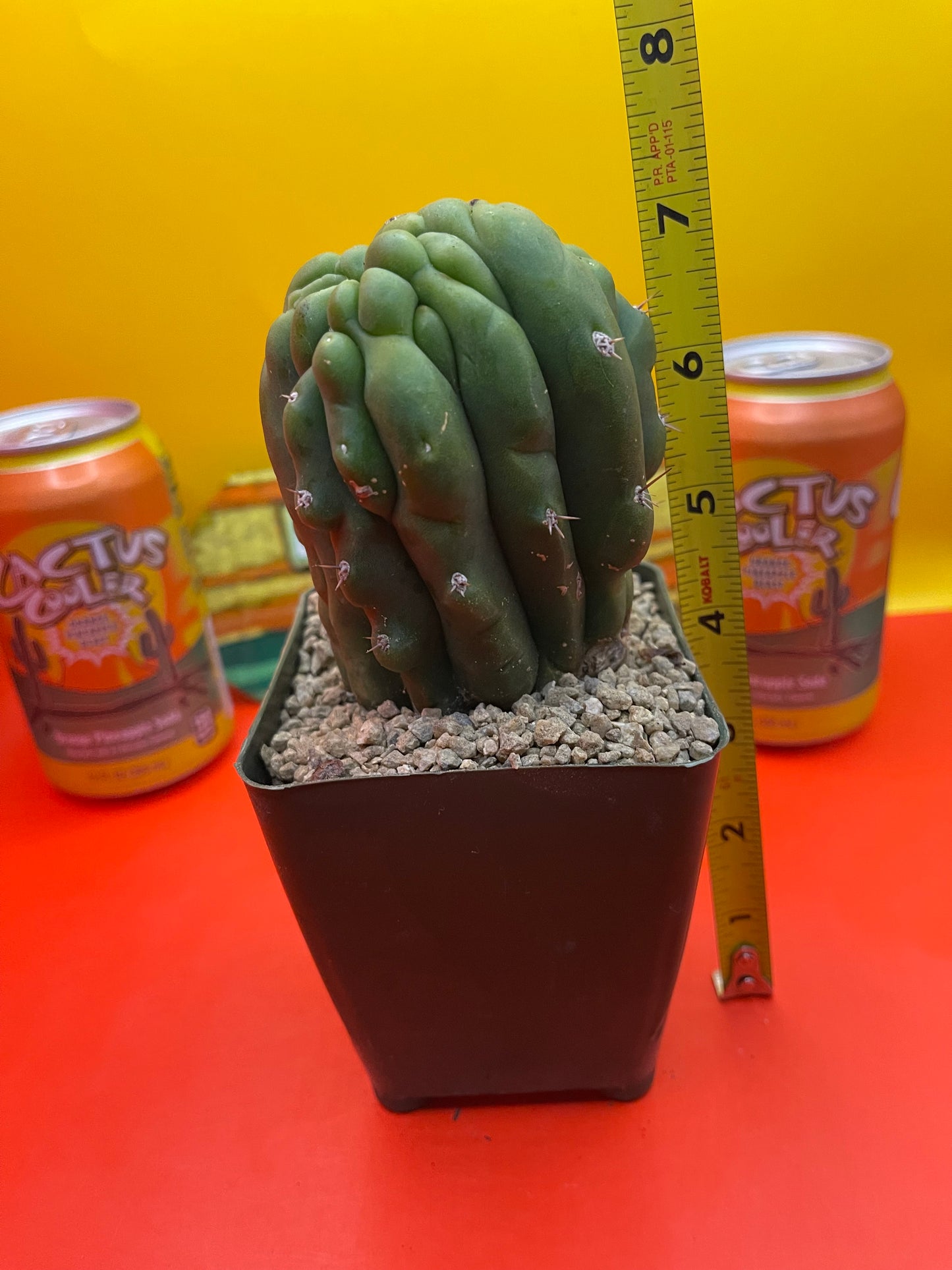 Monstrose San Pedro Cactus 🌵