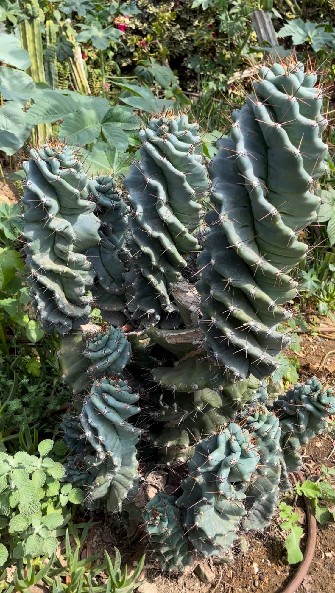 FAT Spiral Cactus !Over 4” thick - Foot long