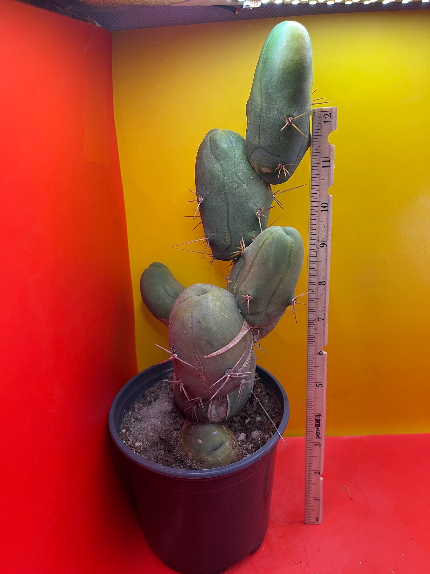 EXTRA LARGE TBM-b cactus in pot