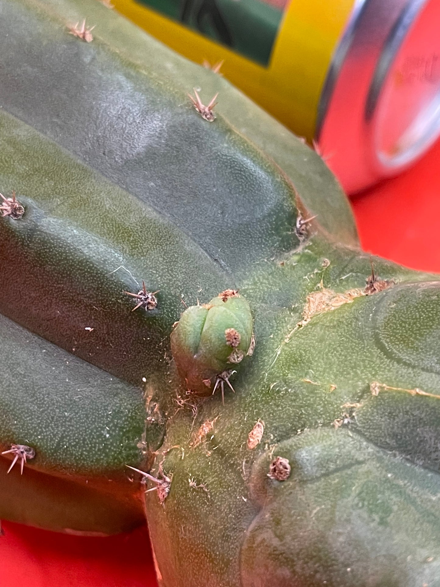 CAHUILLA CUTTING ! With nuttsack and multiple tip pups !