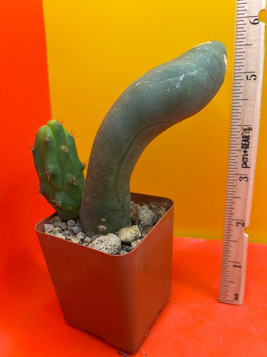 Tbm-b cactus in pot - exact one you see