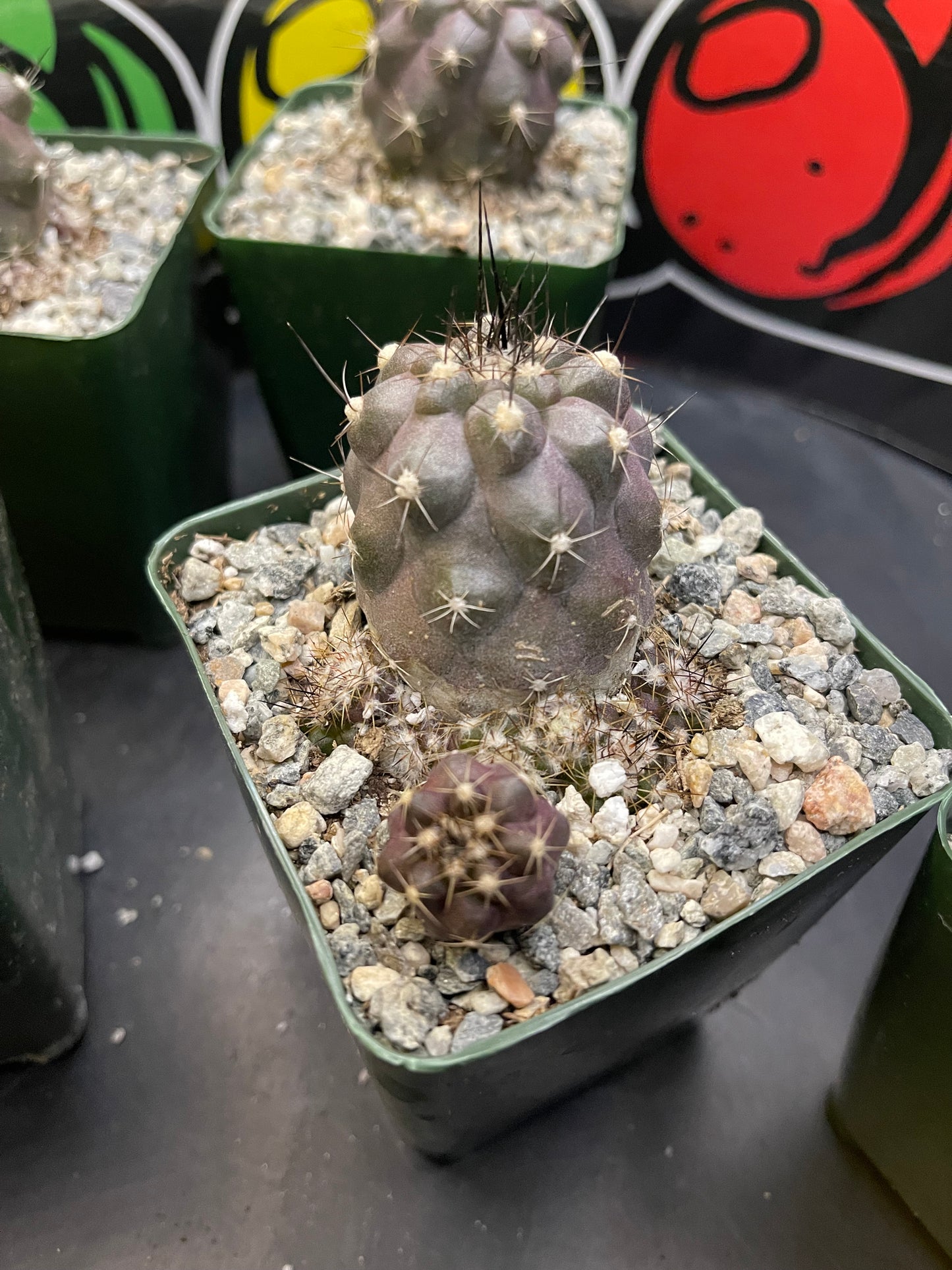 Copiapoa Humilis