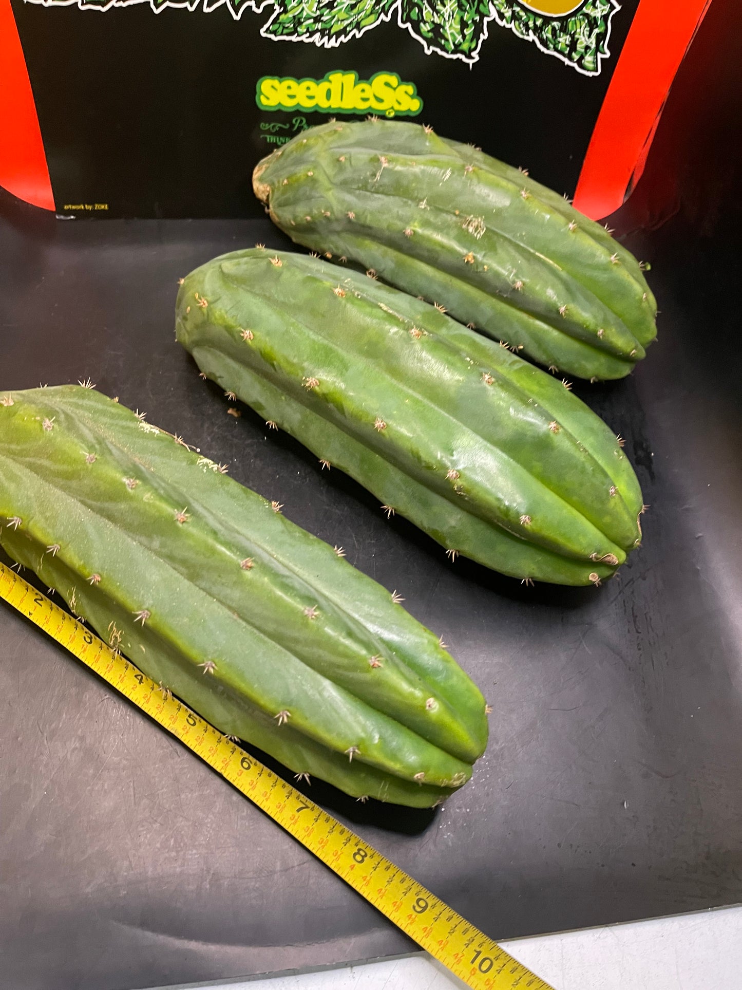 3 San Pedro cactus