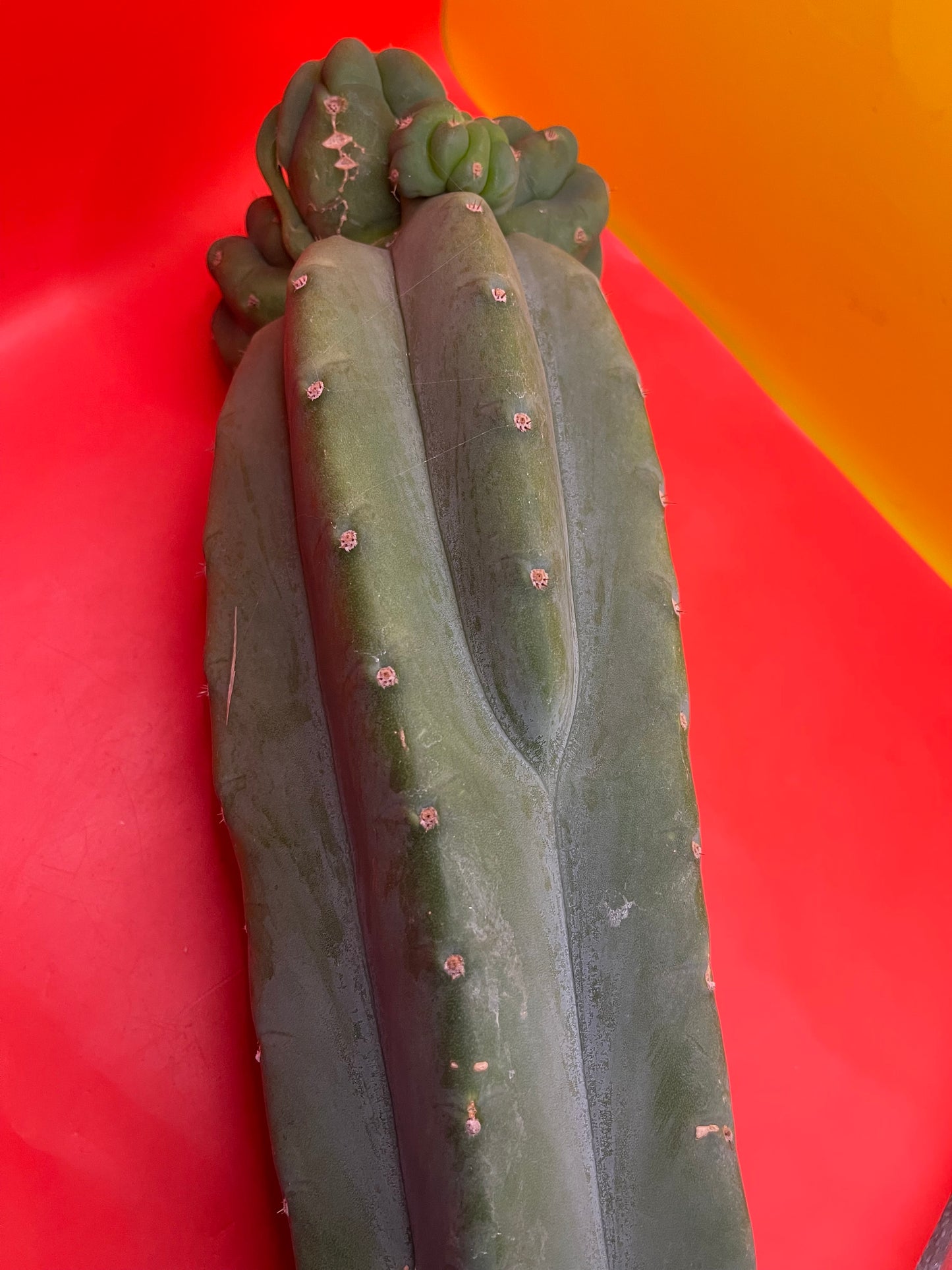 Freak Cahuilla !!! Trichocereus