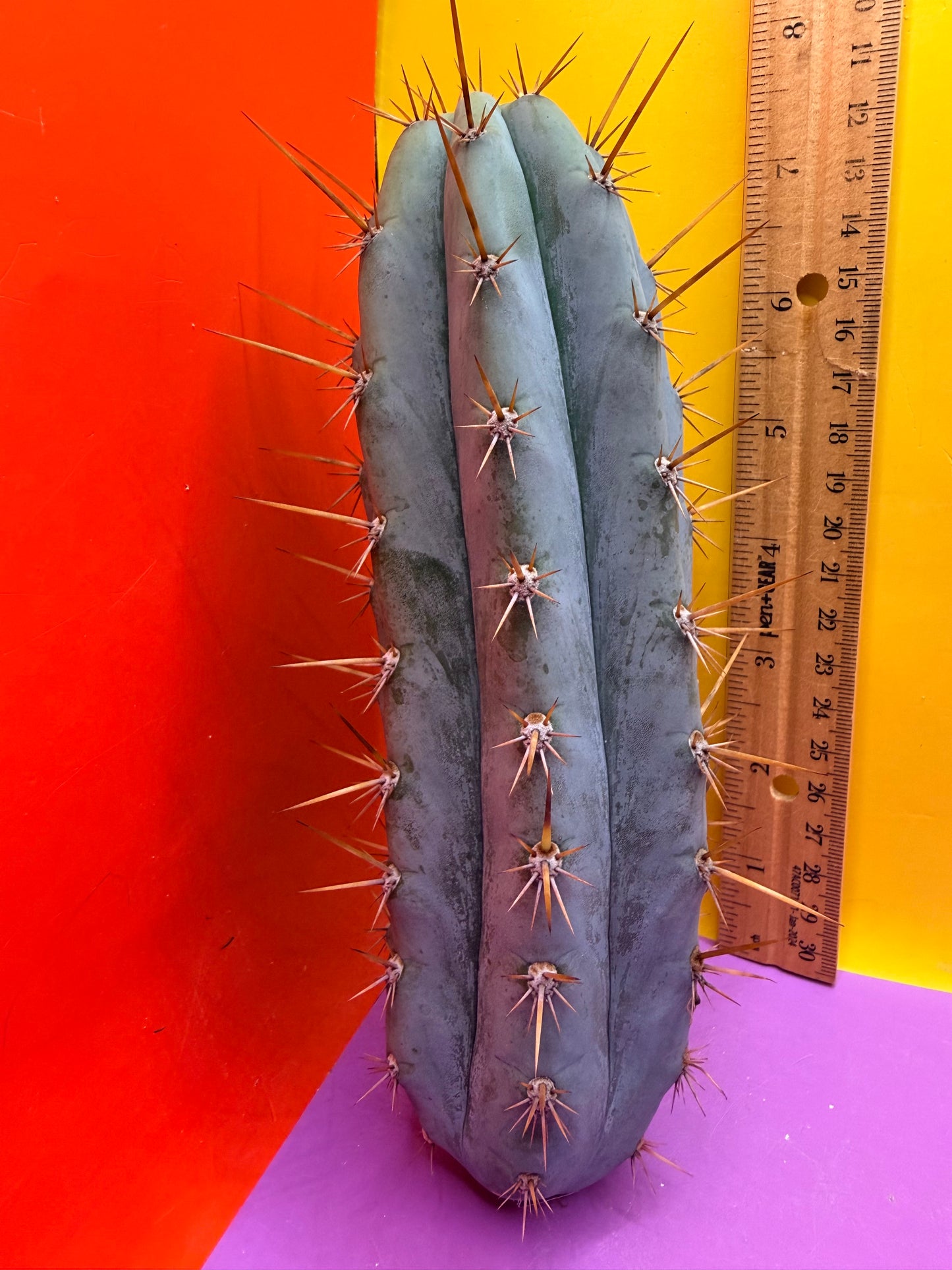 Powdery Blue Trichocereus Peruvianus !!