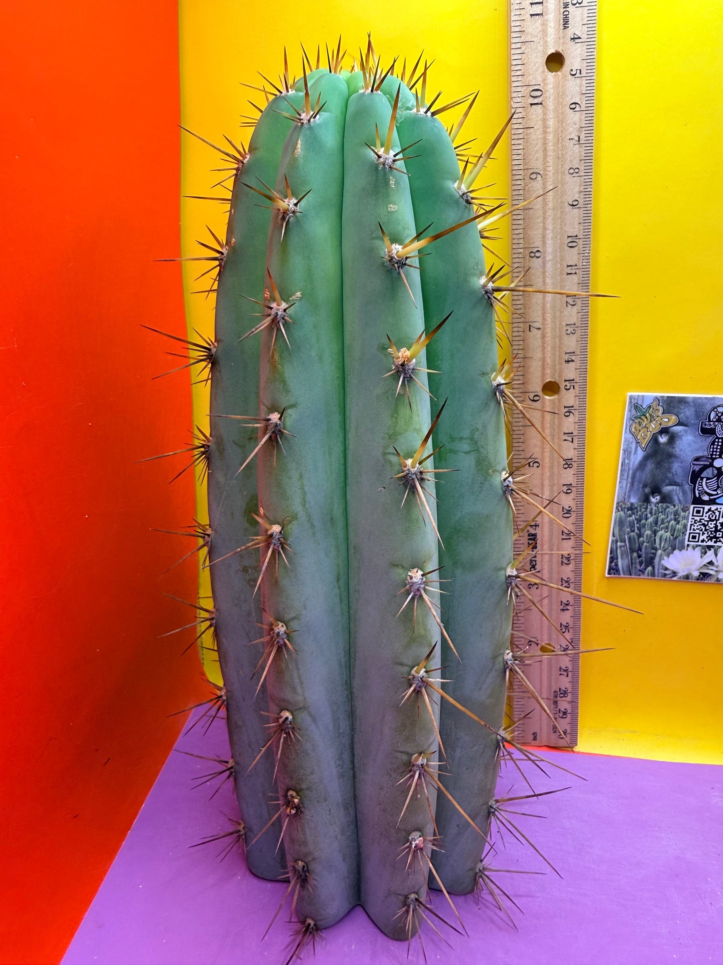 “Serra blue” San Pedro Cactus !