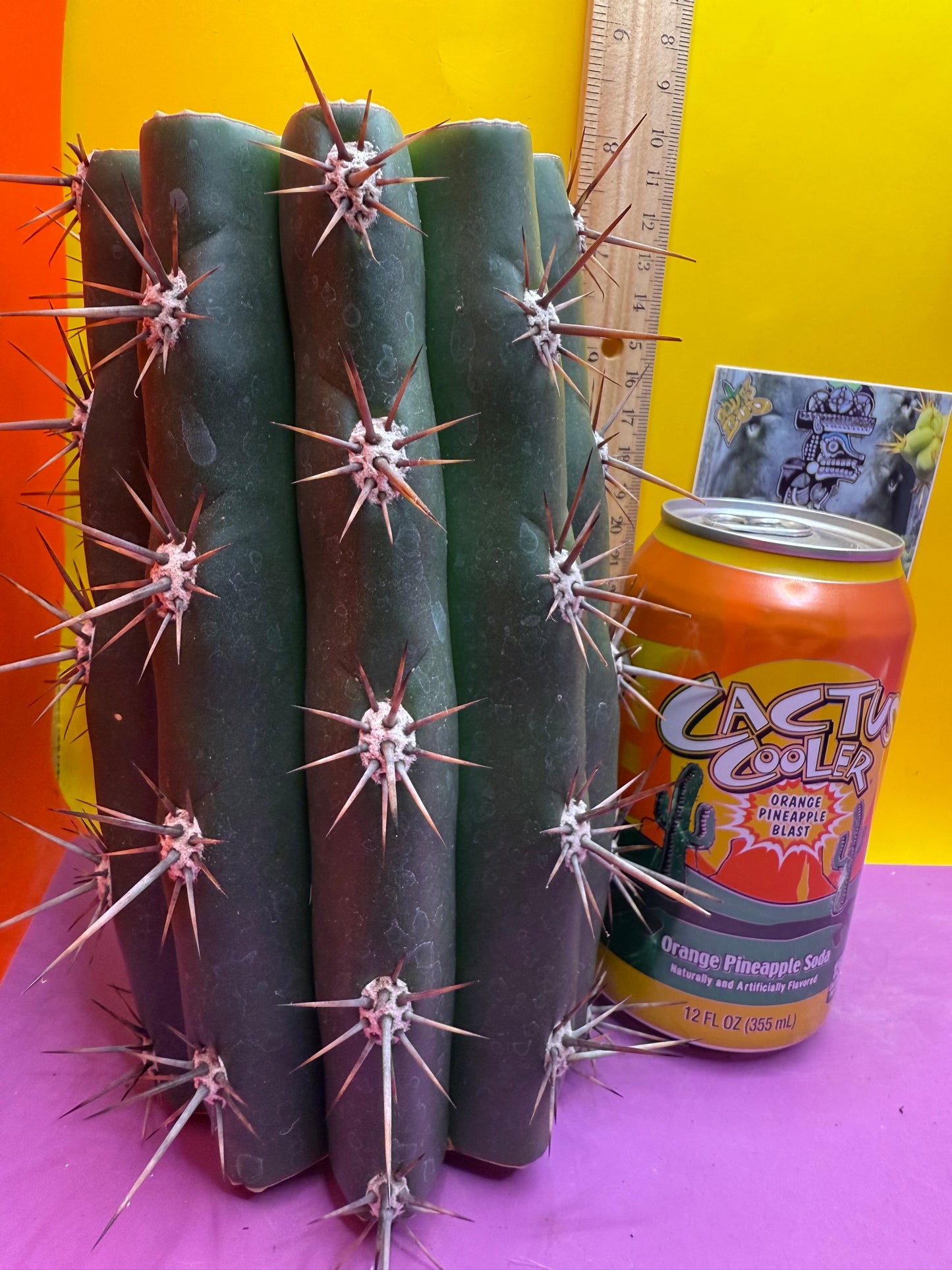 Huge San Pedro Cactus 🌶️Trichocereus Tacaquirensis !