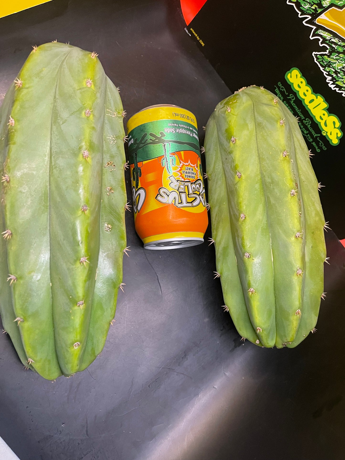 2 - 4” thick tips ! Big fat San Pedro cactus