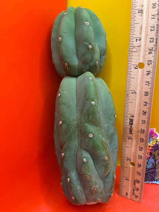 Cahuilla  cactus cutting for sale