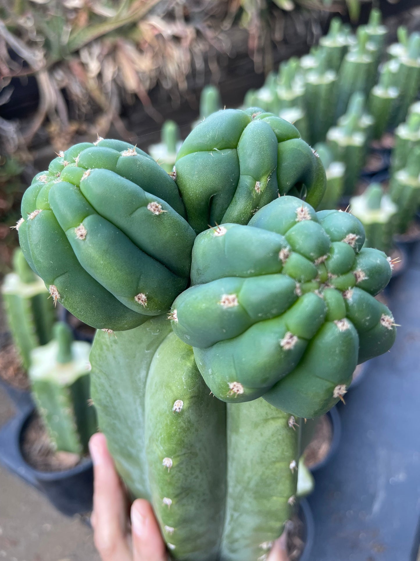 Freak Cahuilla !!! Trichocereus