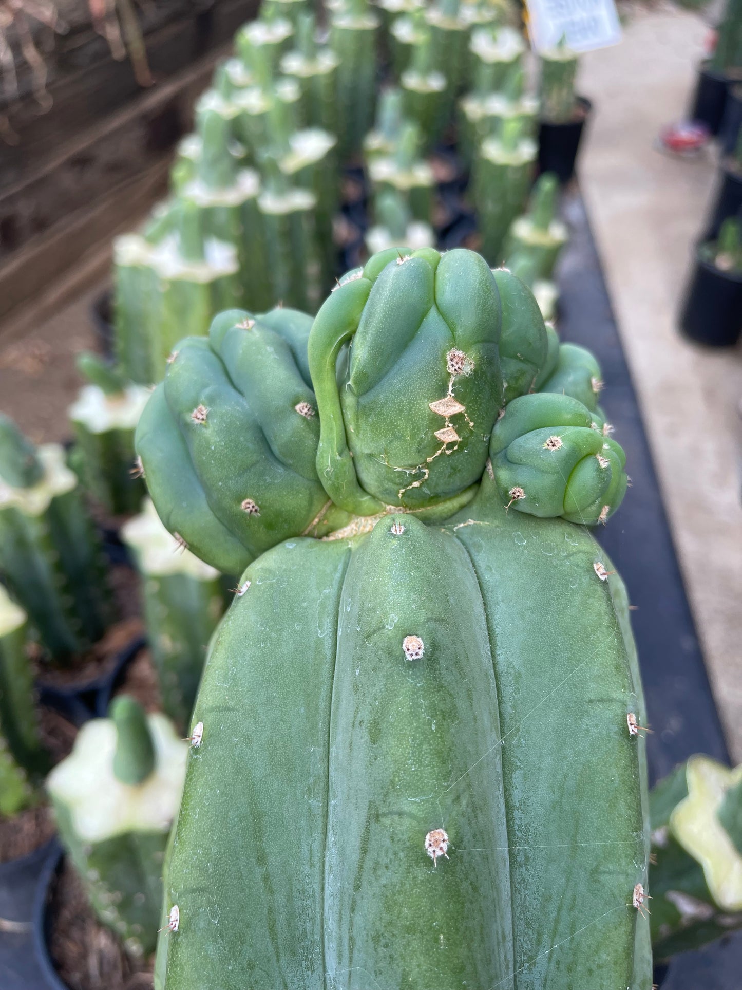 Freak Cahuilla !!! Trichocereus