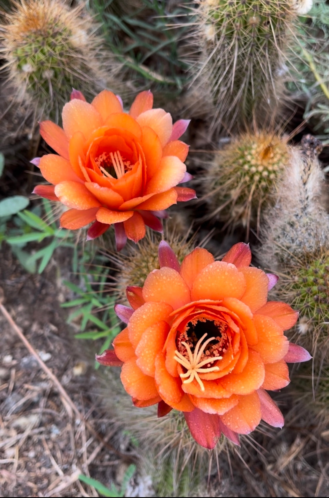 CACTUS seed GROWING KIT !!!