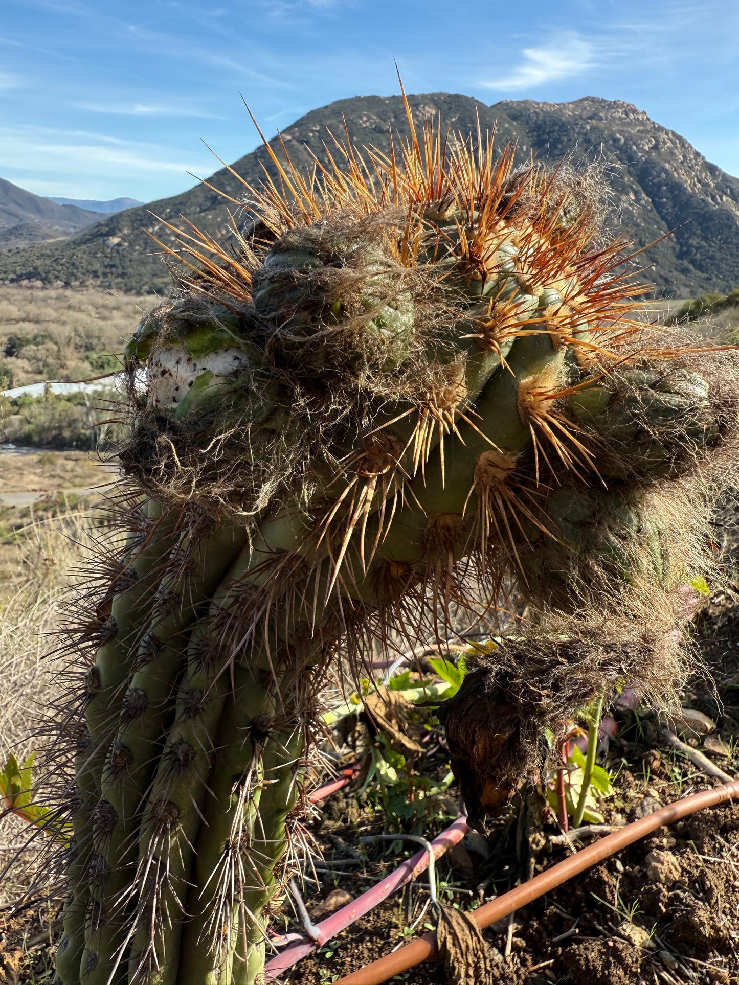 Tacaquirensis x Serra Blue O.P. Seeds