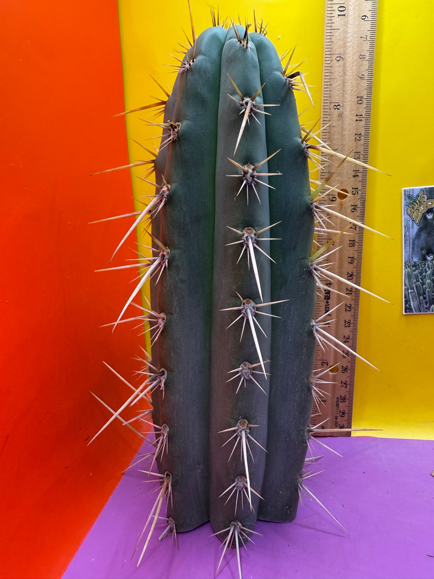 Trichocereus Puquiensis - cv “Linda”