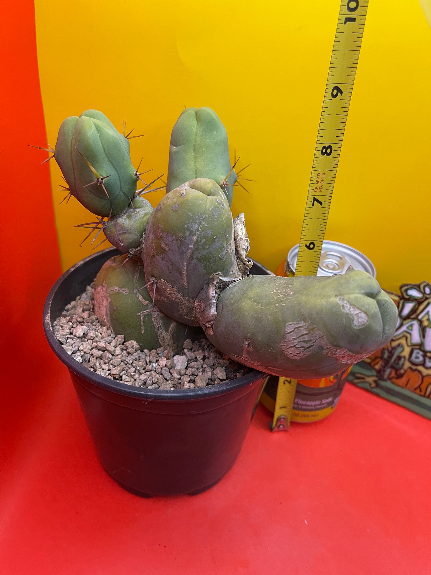 Cactus - TBM !!