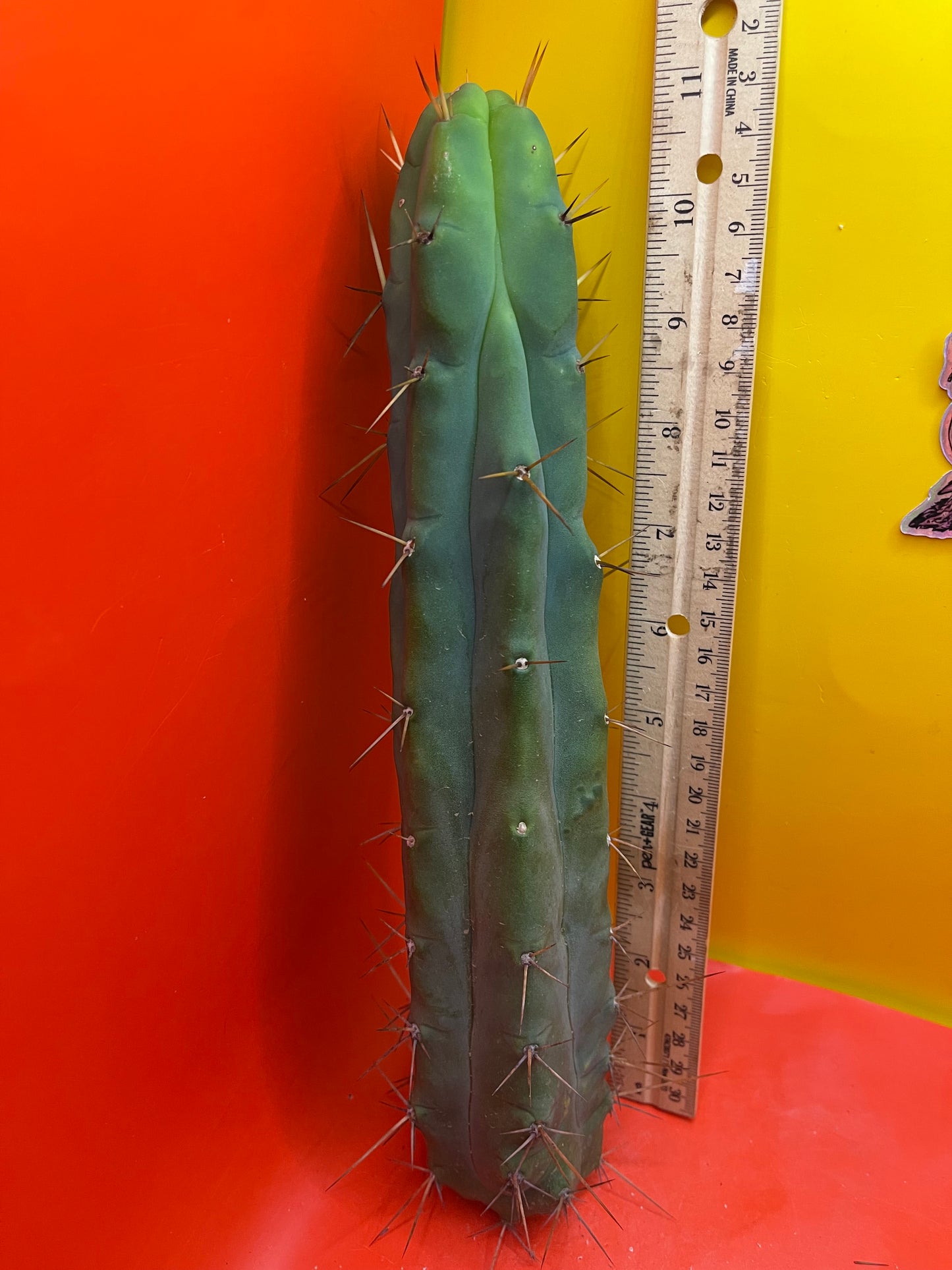 Trichocereus Bridgesii