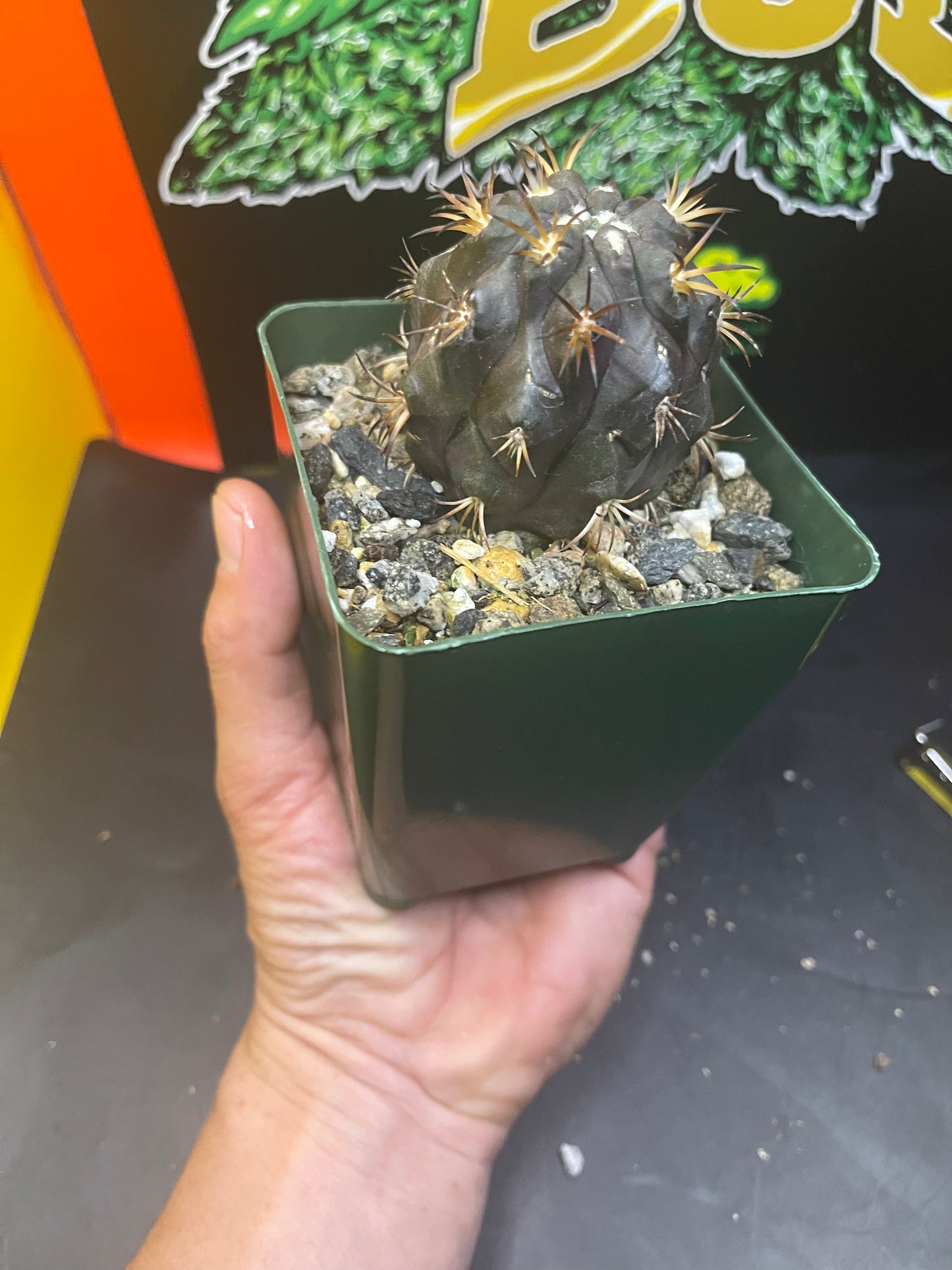 Copiapoa Dura