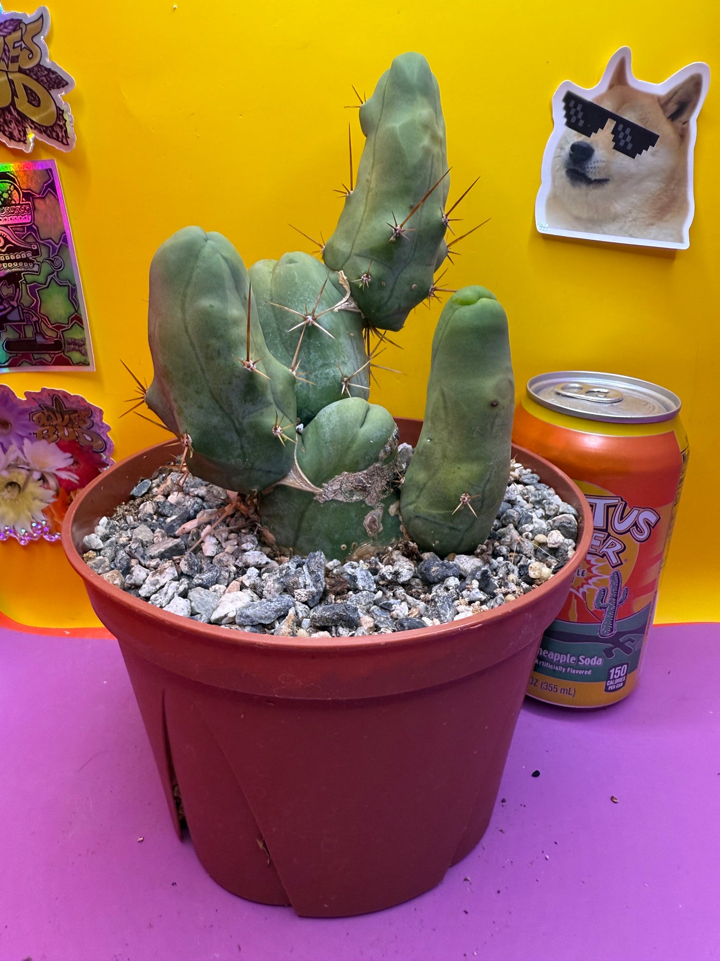 Trichocereus bridgesii monstrose5 segments  , fully rooted !