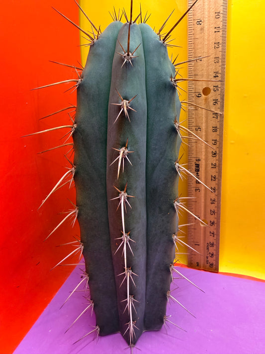 “RC’s T.P. 🧻”  trichocereus peruvianus !!