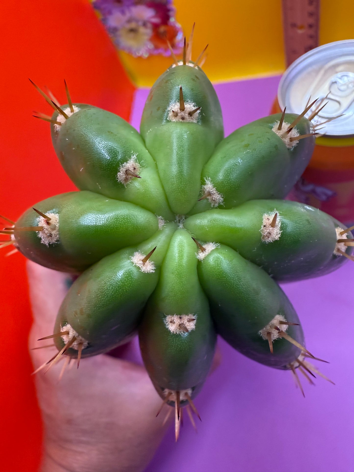 CACTO HEBRIDO !