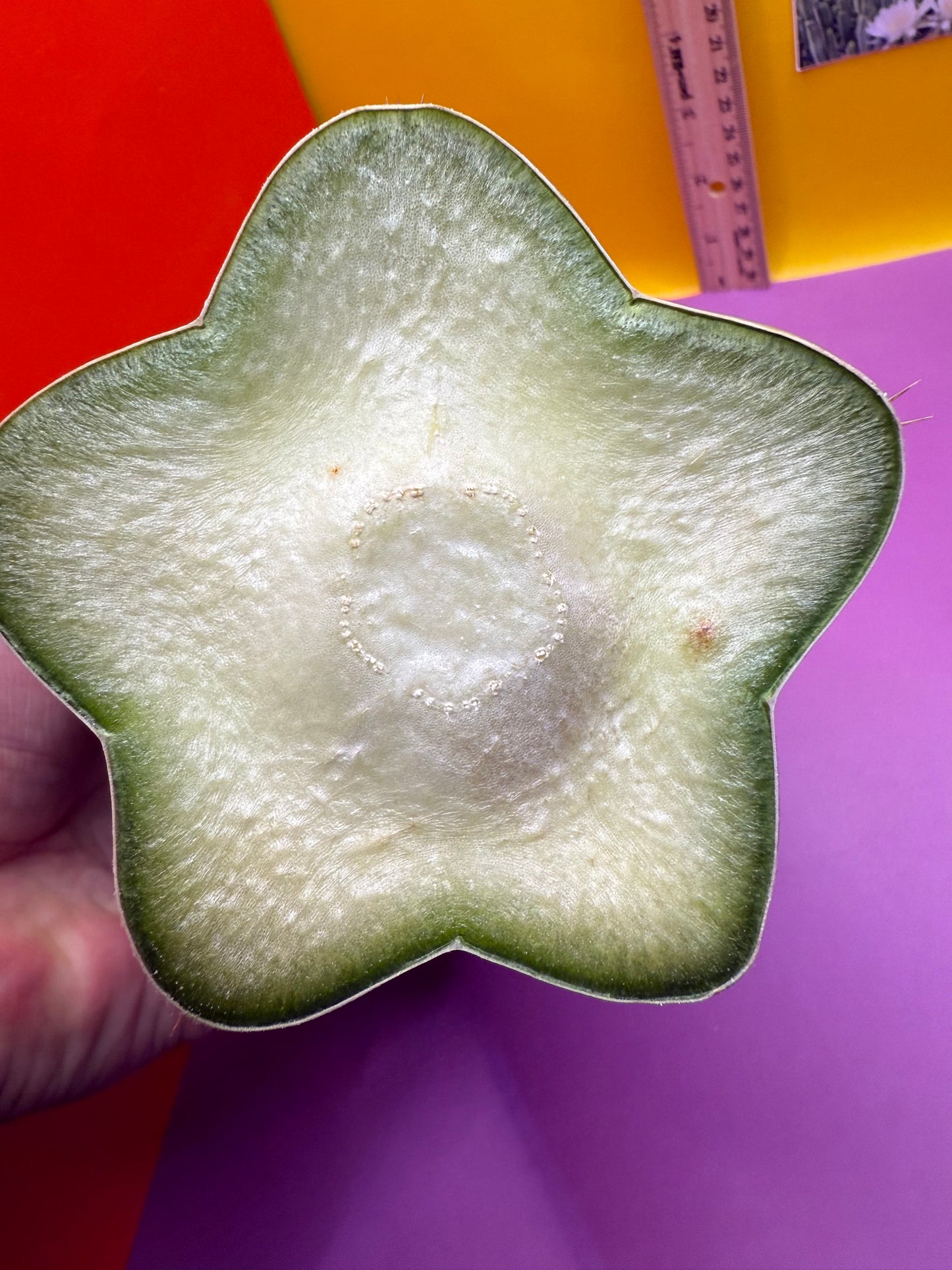 HBG 18568 Trichocereus huanucoensis